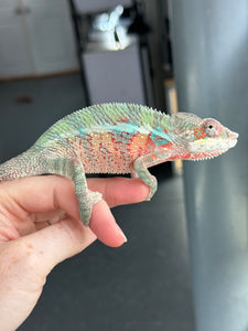 AMBILOBE Panther Chameleon male: (E7)