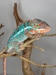 AMBILOBE Panther Chameleon: (K1)