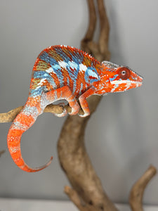 AMILOBE Panther Chameleon: (E34)