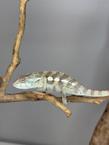 SAMBAVA Panther Chameleon: (E23)