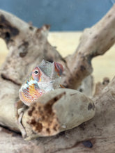Load image into Gallery viewer, AMBILOBE panther chameleon: Flash x Opal (R13)
