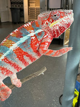 Load image into Gallery viewer, AMBILOBE Male Panther Chameleon: (J3)
