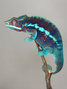 AMBANJA Panther Chameleon: (J6)