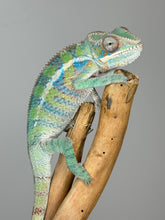 Load image into Gallery viewer, AMBILOBE Panther Chameleon: (E19)
