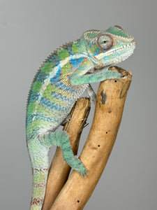 AMBILOBE Panther Chameleon: (E19)