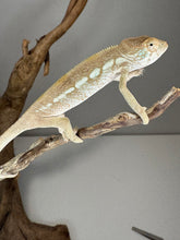 Load image into Gallery viewer, AMBILOBE FEMALE Panther Chameleon: 🚺 (S12)
