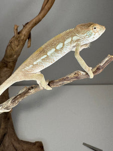 AMBILOBE FEMALE Panther Chameleon: 🚺 (S12)