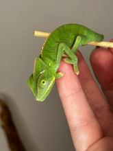 Load image into Gallery viewer, FEMALE Veiled Chameleons
