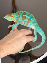 Load image into Gallery viewer, 💎 Stunning Adult Ambanja Panther Chameleon Holdback – Vibrant Turquoise with Red/Orange Barring | H8

