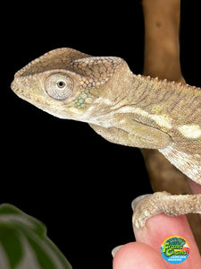 AMBILOBE male panther chameleon: Flash x Opal (R5)