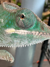 Load image into Gallery viewer, AMBILOBE Panther Chameleon: (E3)
