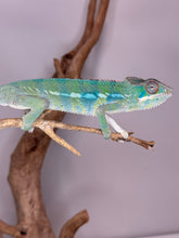 Load image into Gallery viewer, AMBILOBE Panther Chameleon: (E10)
