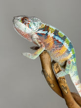 Load image into Gallery viewer, AMBILOBE Panther Chameleon: (J3)
