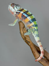 Load image into Gallery viewer, AMBILOBE Panther Chameleon: (J3)
