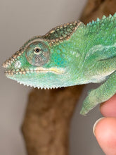 Load image into Gallery viewer, AMBILOBE Panther Chameleon: (E9)
