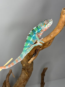 AMBILOBE Panther Chameleon male: (E33)