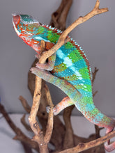 Load image into Gallery viewer, AMBILOBE Panther Chameleon: (B3)

