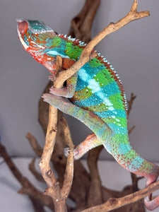 AMBILOBE Panther Chameleon: (B3)