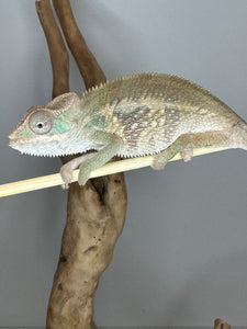 AMBILOBE Panther Chameleon male: (E1)