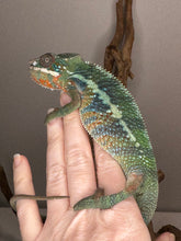 Load image into Gallery viewer, AMBILOBE Panther Chameleon: (J3)
