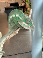 Load image into Gallery viewer, AMBILOBE Panther Chameleon: (E3)
