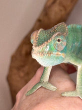 Load image into Gallery viewer, AMBILOBE Panther Chameleon: (E9)
