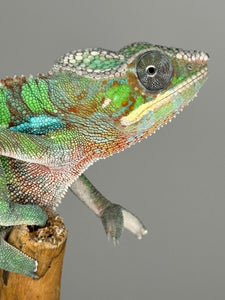 AMBILOBE Male Panther Chameleon: (E7)