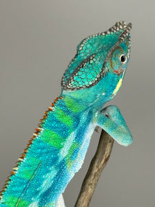 Ambilobe Panther Chameleon (E20)