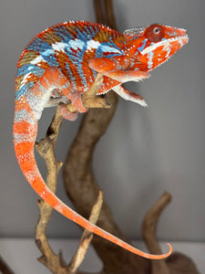 AMILOBE Panther Chameleon: (E34)