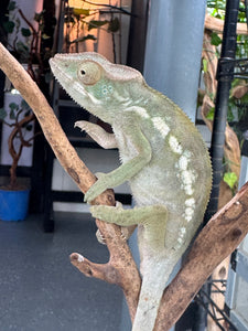 AMBILOBE FEMALE Panther Chameleon: 🚺 (E34)