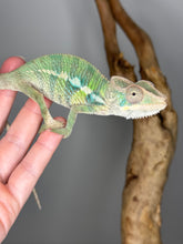 Load image into Gallery viewer, AMBILOBE Panther Chameleon male: (E4)
