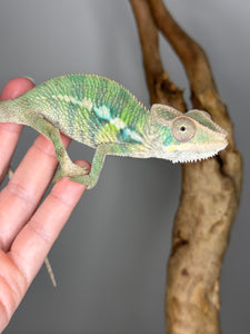 AMBILOBE Panther Chameleon male: (E4)