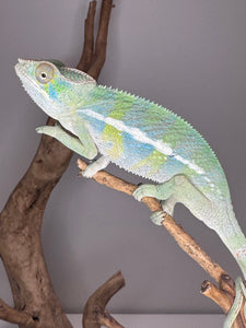 AMBILOBE Panther Chameleon: (E7)