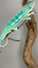 Load image into Gallery viewer, AMBANJA Panther Chameleon: (E21)
