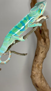 AMBANJA Panther Chameleon: (E21)