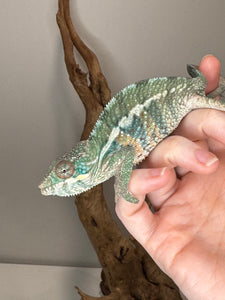 AMBILOBE Panther Chameleon: (E36)