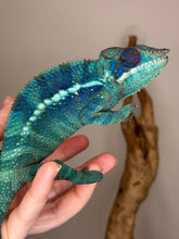 Load image into Gallery viewer, 💎 Ambanja Panther Chameleon – Young Male | Deep Blues, Purples &amp; Turquoise (E15)
