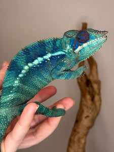 💎 Ambanja Panther Chameleon – Young Male | Deep Blues, Purples & Turquoise (E15)