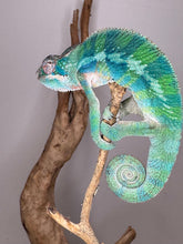 Load image into Gallery viewer, AMBILOBE Panther Chameleon: (E35)
