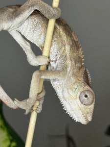 AMBILOBE male panther chameleon: Flash x Opal (R5)