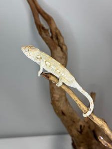 AMBILOBE FEMALE Panther Chameleon: 🚺 (E33)