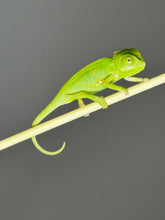Load image into Gallery viewer, PREORDER: FEMALE Veiled Chameleons
