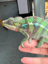 Load image into Gallery viewer, AMBILOBE Male Panther Chameleon: (E7)
