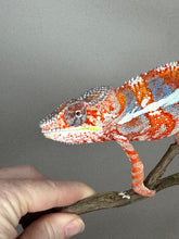 Load image into Gallery viewer, AMBILOBE Male Panther Chameleon: (J3)
