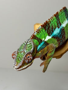 AMBILOBE Panther Chameleon male: (E6)