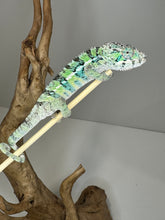 Load image into Gallery viewer, Ambilobe Male Panther Chameleon: Flash x Opal (E18)
