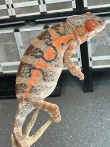 AMBILOBE FEMALE Panther Chameleon: 🚺 (C6)