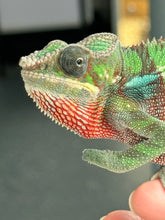 Load image into Gallery viewer, AMBILOBE Male Panther Chameleon: (E7)
