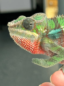 AMBILOBE Panther Chameleon male: (E6)