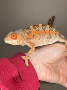 AMBILOBE FEMALE Panther Chameleon: 🚺 (C6)